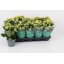 product/img.floraplaza.nl/119911-12-LIVE_fotos-0x2E5E1B502409B8D9A832E9A760A12A41826C575D.jpg