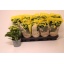 product/img.floraplaza.nl/119911-12-LIVE_fotos-0xB2117552D05BED6350C0E2C68DEDD3923D0BB16B.jpg