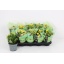 product/img.floraplaza.nl/119911-12-LIVE_fotos-0xBAC7F702B9D3605409EEA916EADB277F05571E4D.jpg