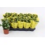 product/img.floraplaza.nl/119911-12-LIVE_fotos-0xC8FCA652F26132A4564C98744637FE2EDA786BE4.jpg