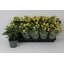 product/img.floraplaza.nl/119911-12-LIVE_fotos-0xD6084A0438DD70EAD15515B23632B27526F55AAE.jpg