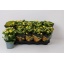 product/img.floraplaza.nl/119911-12-LIVE_fotos-0xF38F25F2942534E8647B5CE73A81A9E7BCE6AF5A.jpg