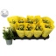product/img.floraplaza.nl/119911-510-LIVE_fotos-0x4741C6045AD3D5A97616C50C16C4C66D5D91E2AB.jpg