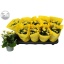 product/img.floraplaza.nl/119911-510-LIVE_fotos-0x98A07A88597EA586DA327B63318A71D6CD2F517C.jpg