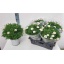 product/img.floraplaza.nl/119934-19-LIVE_fotos-0x311F9EF34D77FF9B4F32AAAFFAA6BD053B6CF88C.jpg