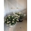 product/img.floraplaza.nl/119934-19-LIVE_fotos-0xB2959ECB2004C2D12DECF54E9085D8AC18A028BA.jpg