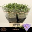 product/img.floraplaza.nl/120230-LIVE_fotos-0xE86B89353BBC0000DA3D5676D0E31EF7FBC84472.jpg