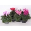 product/img.floraplaza.nl/120276-12-LIVE_fotos-0x2A1D64A90C661C340E9D6D393BEE47A753975165.jpg