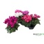 product/img.floraplaza.nl/120277-510-LIVE_fotos-0xBC7B34617BF9E07402F21853839325A8CF4CE796.jpg