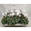 product/img.floraplaza.nl/120278-12-LIVE_fotos-0xC6A5311BFE21BB074E56046CDA4ABDF439AC04CC.jpg