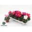 product/img.floraplaza.nl/120279-10-LIVE_fotos-0x3BF0C996C331BFBA9BE1D69C05DA7E88343C793C.jpg