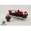 product/img.floraplaza.nl/120279-10-LIVE_fotos-0xC1C1F714423E2AF29CBE463BCE967CA3595EAF28.jpg