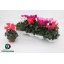 product/img.floraplaza.nl/120279-10-LIVE_fotos-0xF15A0EC3036BEC452BBEA4C11469E5B0ACCC4AD3.jpg