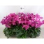 product/img.floraplaza.nl/120283-13-LIVE_fotos-0xA1C8B9799FFEEFDDBE62FF39D57367CC85A2250C.jpg