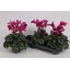 product/img.floraplaza.nl/120283-13-LIVE_fotos-0xDD3F27ECFF4658F6014B8D8D520FCAA27AE6D809.jpg