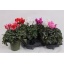 product/img.floraplaza.nl/120285-17-LIVE_fotos-0xF0B13521D26840080E077C2AF35065426729FAEC.jpg