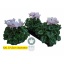 product/img.floraplaza.nl/120304-17-LIVE_fotos-0xB8B89A5B902ACD5F37131B32DD94B3BA02487014.jpg