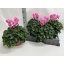 product/img.floraplaza.nl/120305-15-LIVE_fotos-0x49608400C3DED7684C7C74CBD3C96568F7C3498E.jpg