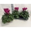product/img.floraplaza.nl/120305-15-LIVE_fotos-0xFD89A921302065A1CA63CF3D57255EF0CBED84E0.jpg