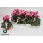 product/img.floraplaza.nl/120316-10-LIVE_fotos-0xE3DC6863B604A189E52526B03C0BA4CCDD946C62.jpg