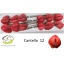 product/img.floraplaza.nl/120338-LIVE_fotos-0xF7B1BBF636E977D081FC4E65F1171495C11E81C0.jpg