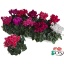 product/img.floraplaza.nl/120363-510-LIVE_fotos-0x755B179D793EE166A3D90B339B9A4E3D3247E1DD.jpg