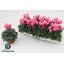 product/img.floraplaza.nl/120364-510-LIVE_fotos-0x475A780025BC91A48E832CADE2B6B3FF51233643.jpg