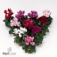 product/img.floraplaza.nl/120367-6-ART_fotos-vbn120000-vbn120367.jpg product/img.floraplaza.nl/120367-6-ART_fotos-vbn120000-vbn120367.jpg