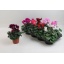 product/img.floraplaza.nl/120373-510-LIVE_fotos-0xDB709EC94D93A4F73C7B97B4FEFC9B82D282FBD8.jpg