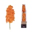 product/img.floraplaza.nl/120417-LIVE_fotos-0xA8DEAAF498C38E747C32954A92DD66F49D2FA162.jpg
