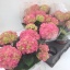 product/img.floraplaza.nl/120422-15-LIVE_fotos-0x6D34AA84EDCFB01E38069E07BEFDB2691B8E9076.jpg