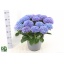 product/img.floraplaza.nl/120422-32-LIVE_fotos-0x379E41BE4751EEA03BF45A77987F9575AEC056F8.jpg