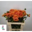 product/img.floraplaza.nl/120454-60-LIVE_fotos-0x5C0DD3E9A4A6659B4CAA7FAF9FCFA66137EE871F.jpg