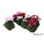 product/img.floraplaza.nl/120462-510-LIVE_fotos-0xA65681D3D1640812B6CF235D57038A7E3BEB77B8.jpg
