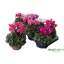 product/img.floraplaza.nl/120462-510-LIVE_fotos-0xCC931619D520B1046005BEE54F5D079BC02654B2.jpg