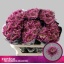 product/img.floraplaza.nl/120478-70-ASSORTI_fotos-MVA-Zentoo - Baltazar Intense.jpg
