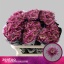 product/img.floraplaza.nl/120478-70-LIVE_fotos-0x2AFE62F822D1493BB095500B58E39A208BA1816E.jpg