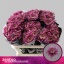 product/img.floraplaza.nl/120478-70-LIVE_fotos-0x95BD02F708D237878DE36129CD7577C38F61DDF5.jpg