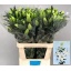product/img.floraplaza.nl/120500-95-LIVE_fotos-0x2148BBA26A7BC82D90A649E23459214D0EAB0E88.jpg