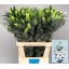 product/img.floraplaza.nl/120500-95-LIVE_fotos-0xCA4D29D180F198DF1BF8624A0C14450AE6FC73C7.jpg