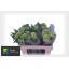 product/img.floraplaza.nl/120501-55-LIVE_fotos-0xBB2314432342BF0D2A0DF79318A7F8C713A04DEA.jpg