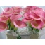 product/img.floraplaza.nl/120503-55-LIVE_fotos-0x1C69AF2373FAD1DEBE79B9FC66A0FCE837E38DD3.jpg