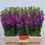 product/img.floraplaza.nl/120584-LIVE_fotos-0xE7B31B3CA01205ABC027C9F94115218DC364A7E0.jpg