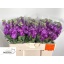 product/img.floraplaza.nl/120584-LIVE_fotos-0xEC731C1FFE22B3A2F10D12DD733A57F9F8F7E393.jpg