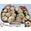 product/img.floraplaza.nl/120615-50-LIVE_fotos-0xD9DAA019FD512E3D947E2210EF05834568A15E6D.jpg