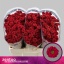product/img.floraplaza.nl/120697-55-LIVE_fotos-0x96EB009D50C96DCE5082C90DEE8C5FF0812A9C46.jpg