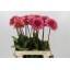 product/img.floraplaza.nl/120817-60-LIVE_fotos-0xAF5EC7C1322E1FEE9A30DFD9FE994AA1A7FBDDEC.jpg