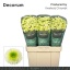product/img.floraplaza.nl/120895-55-LIVE_fotos-0x7E005DC0B0F47FDA3C9045F3F1D102791878F56D.jpg