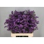 product/img.floraplaza.nl/120941-70-LIVE_fotos-0xE51BB3DA4CFC32878E1BC96B0AF08798BC5800DF.jpg