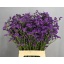 product/img.floraplaza.nl/120941-70-LIVE_fotos-0xECD8CA983156D78ED01E31B69D401EF5DDF65C00.jpg